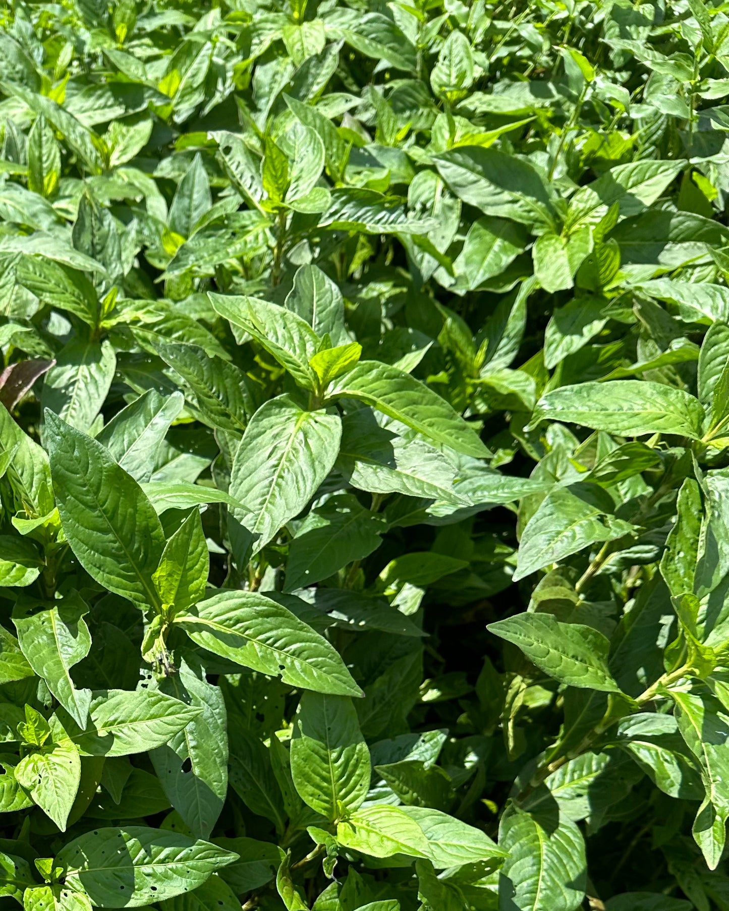 藍の生葉染めワークショップ　¥6,600【現地決済】